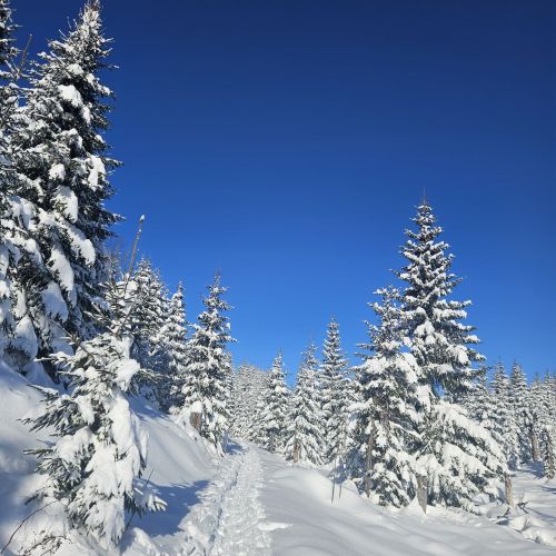 Skiclub Bad Griesbach