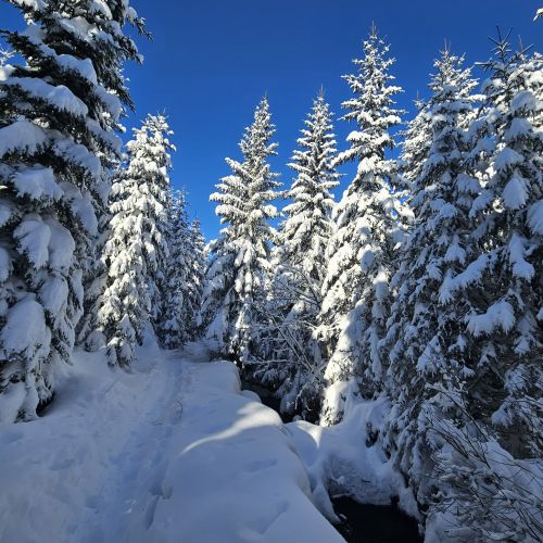 Skiclub Bad Griesbach